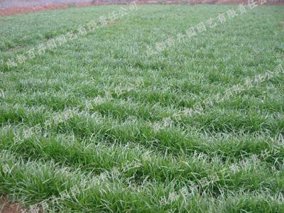 庭院花园花境植物-麦冬