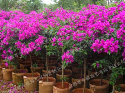 庭院花园花境植物-三角梅