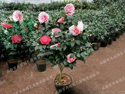 庭院花园花境植物-茶花