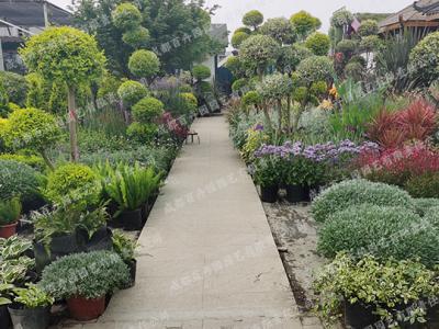庭院花园花境景观植物