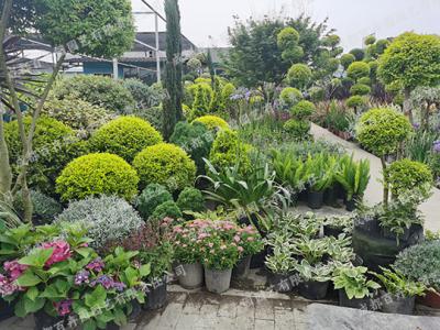 庭院花园花境景观植物