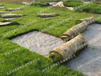 庭院花园花境植物-草皮