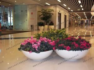  商场植物租赁方案