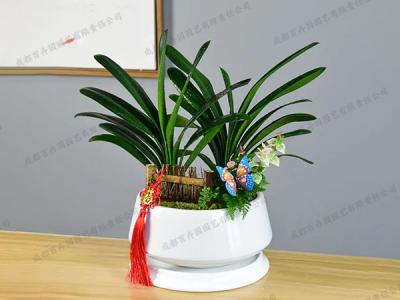 绿植组合盆栽租赁