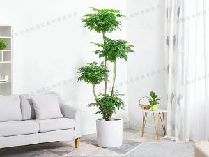 大型植物租赁-盆栽绿宝树