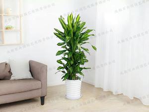  成都植物租摆-大型盆栽巴西铁