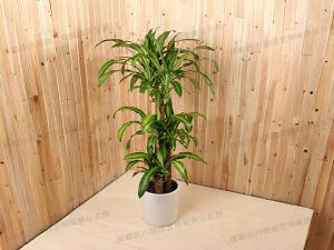  成都植物租摆-大型盆栽植物巴西木