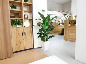 大型植物租赁-盆栽天堂鸟