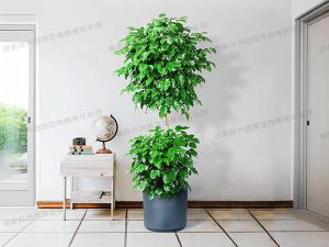  成都植物租摆-大型盆栽植物绿宝
