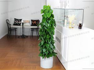 大型植物租赁-盆栽青苹果