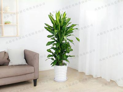  成都植物租摆-大型盆栽巴西铁