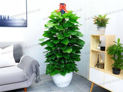 大型植物租赁-盆栽绿萝