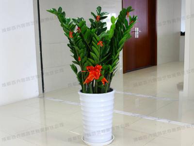 大型植物租赁-盆栽金钱树