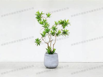  成都植物租赁-大型盆栽植物百合竹