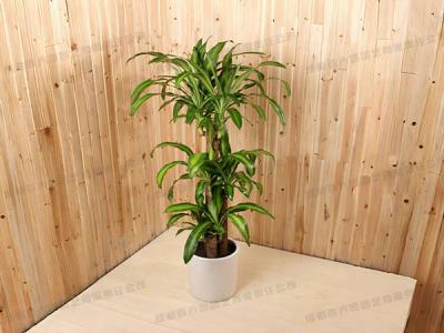  成都植物租摆-大型盆栽植物巴西木