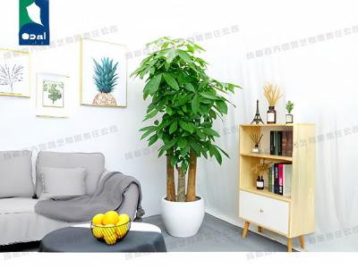 大型植物租赁-室内盆栽发财树
