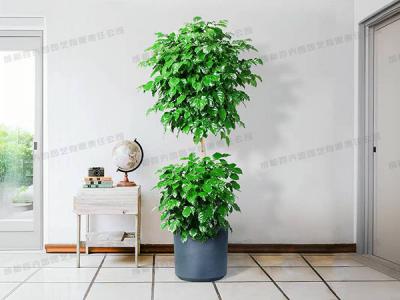  成都植物租摆-大型盆栽植物绿宝