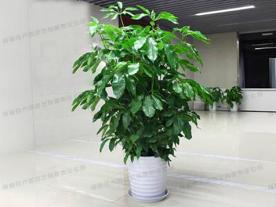 大型植物租摆-盆栽摇钱树