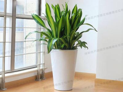 大型植物租赁-盆栽富贵铁