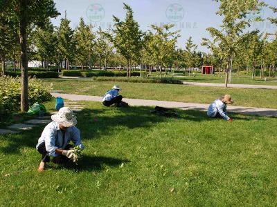 成都园林绿化养护