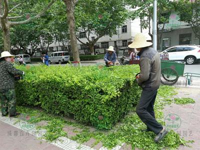 成都园林绿化养护