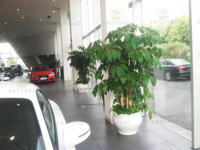  汽车4S店植物租赁方案