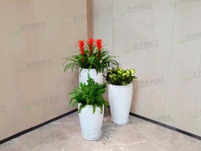  花卉绿植租赁-组盆造景