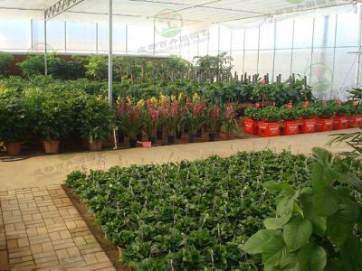 成都盆栽植物租赁供应商-花卉基地