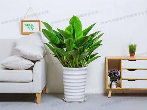 大型盆栽植物租摆品种-金钻