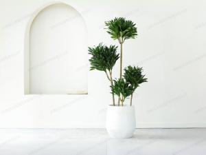 大型盆栽植物租赁品种-造型太阳神