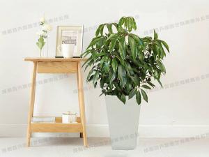 大型盆栽绿植租赁品种-保罗树