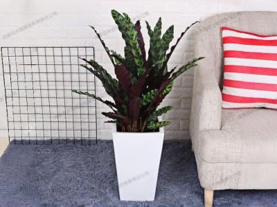 大型盆栽植物租赁品种-猫眼竹芋