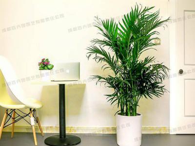 大型盆栽绿植租赁品种-富贵椰子