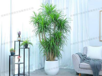 大型盆栽植物租赁品种-多枝龙血树