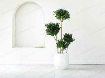 大型盆栽植物租赁品种-造型太阳神