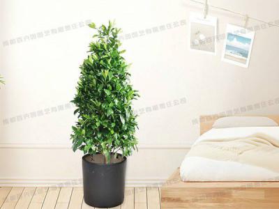 大型盆栽植物租赁品种-非洲茉莉